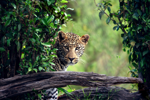 thebigcatblog:  Photo by: NunoRibeiro