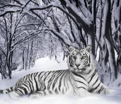 llbwwb:  For my Tiger Lovers :) by ebitary.Looks photoshopped,but it’s pretty:) 