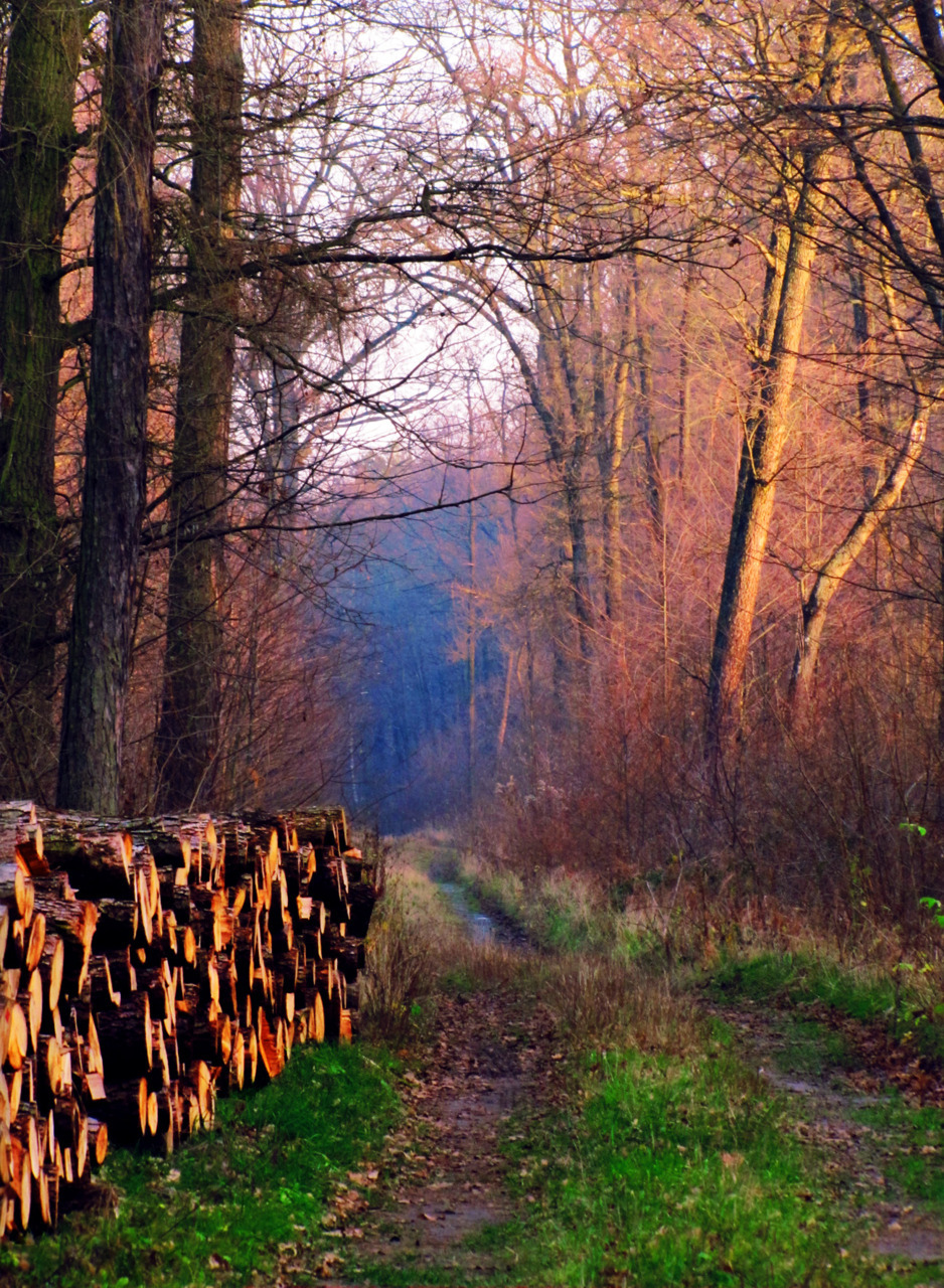allthingseurope:  Path through the forest- Mircze. Poland (by Agnieszka c.) 