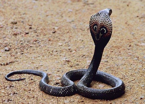 wilkosphotos:
“ Indian Cobra (Naja naja) or Spectacled Cobra is a species of the genus Naja found in the Indian subcontinent and a member of the “big four”, the four species which inflict the most snakebites in India.  This snake is revered in Indian...