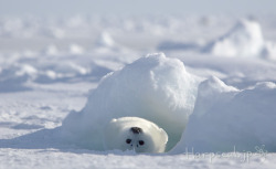 Love world, love babyseals.