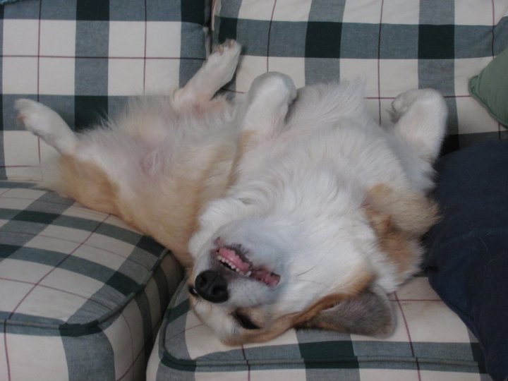 corgiaddict:  Strider being a goofy lazy boy. Submitted by Ashley (Rose) 