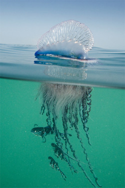 pugtract:  a portuguese man o war scares