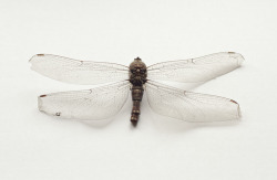 seabois:  A Dragonfly i collected on holiday