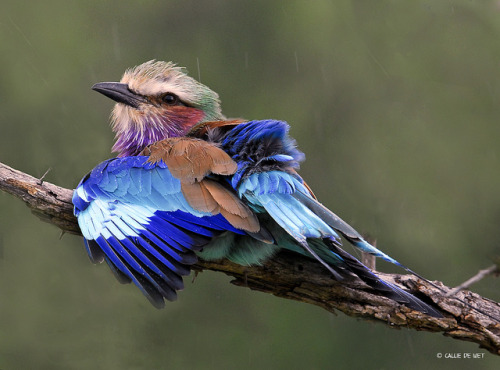 rhamphotheca:fairy-wren: lilac breasted roller enjoying the rain (photo by wild images) 