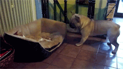 toptumbles:Bulldog wants his bed back