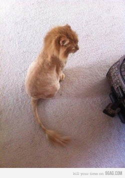 9gag:  (via 9GAG - That’s my cat’s new haircut) 