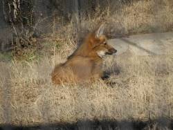 fox on stilts aka maned wolf