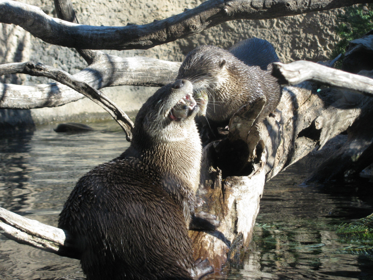 fish head otter snack