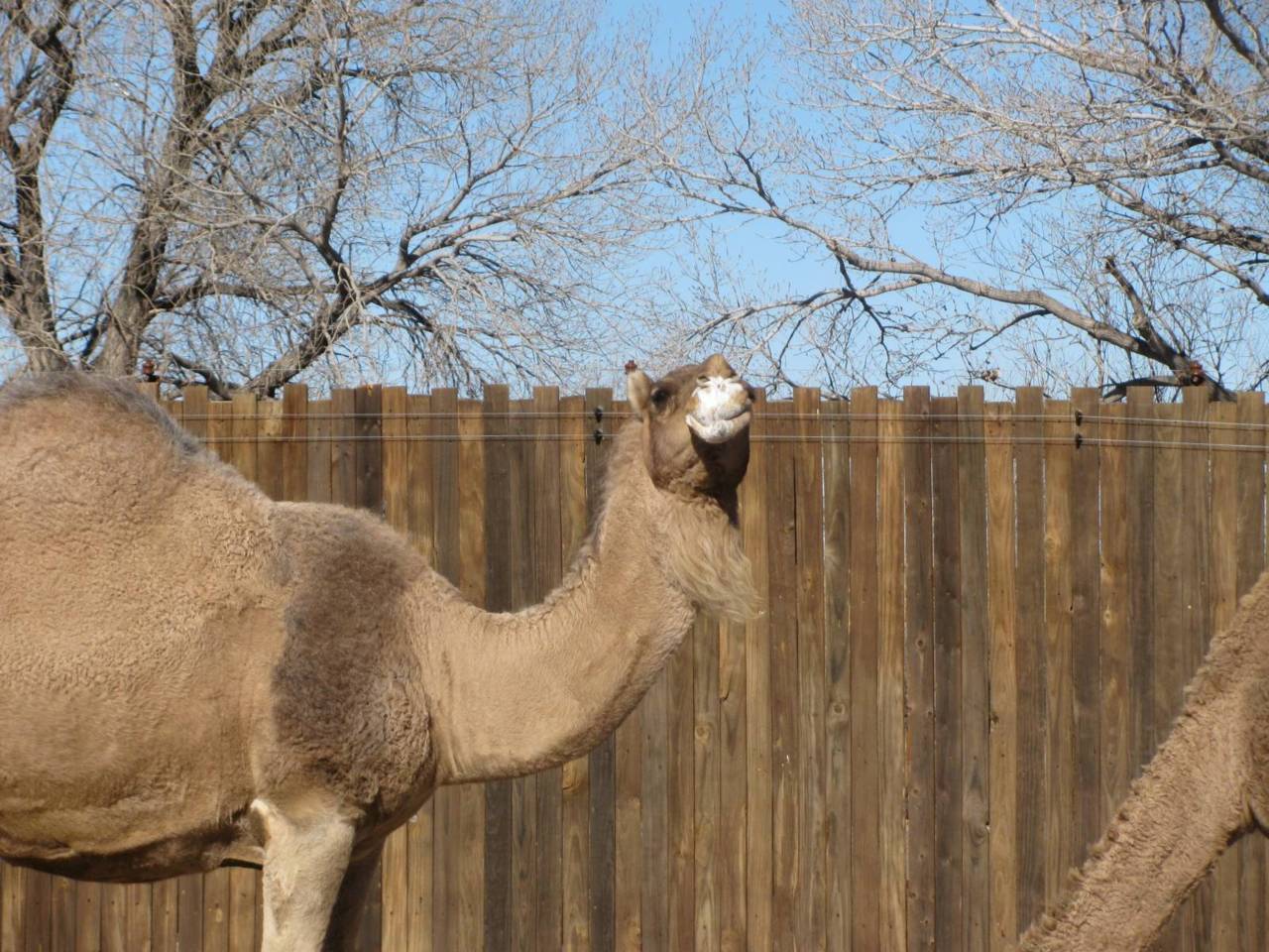 for some reason the camels kept licking this log and got all mouth foamy