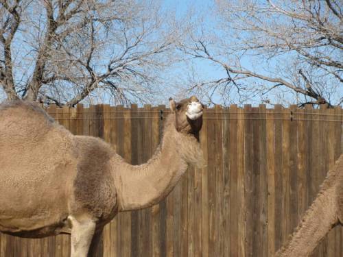 Porn photo for some reason the camels kept licking this