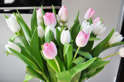 re-fre-sh:  Tulips!  