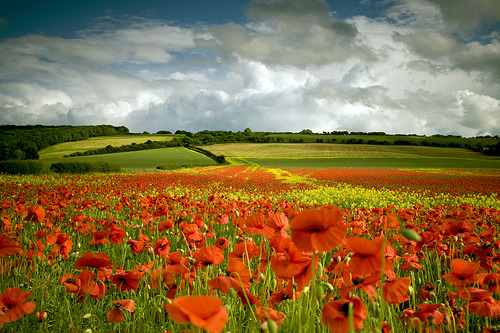 A Feast of Colour ( Poppy Field ) | Staxton Yorkshire, UK©  Tall Guy