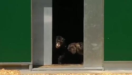 Watch these liberated research chimps venture outdoors for the first time — and just try not to tear up.