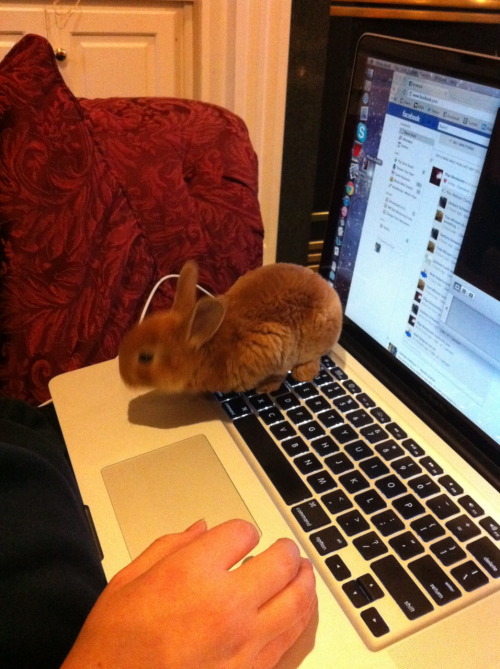 ohcorny:doctorscience:wartooth:cassidybellmor:buns’ first day home hoppin’ all over my keyboard (loo