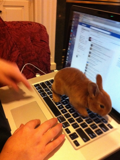 ohcorny:doctorscience:wartooth:cassidybellmor:buns’ first day home hoppin’ all over my keyboard (loo