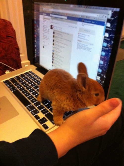 ohcorny:doctorscience:wartooth:cassidybellmor:buns’ first day home hoppin’ all over my keyboard (loo