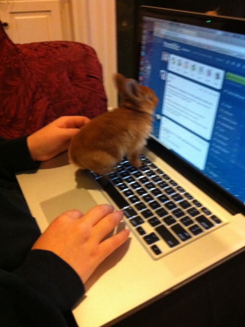 ohcorny:doctorscience:wartooth:cassidybellmor:buns’ first day home hoppin’ all over my keyboard (loo