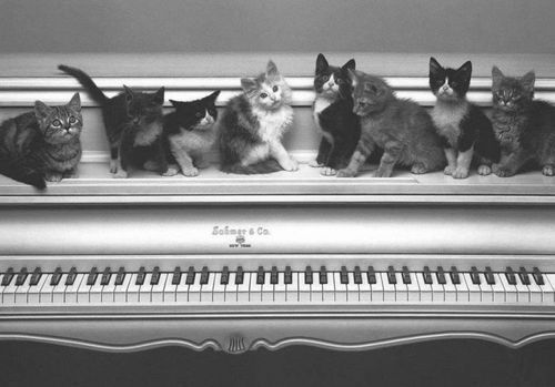 when i get kitties i need them to play their arpeggios like in aristocats 
