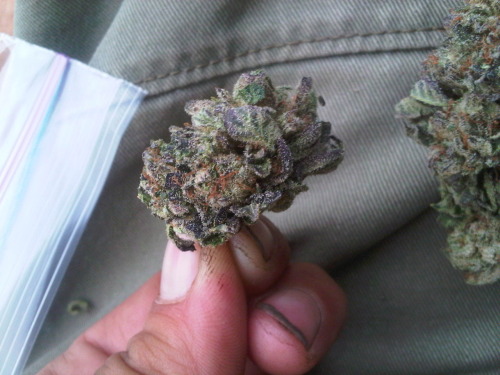 thatsgoodweed:  Fresh out the ziploc 