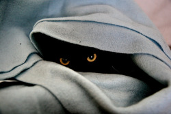 witchywebweaving:  Sith kitteh 