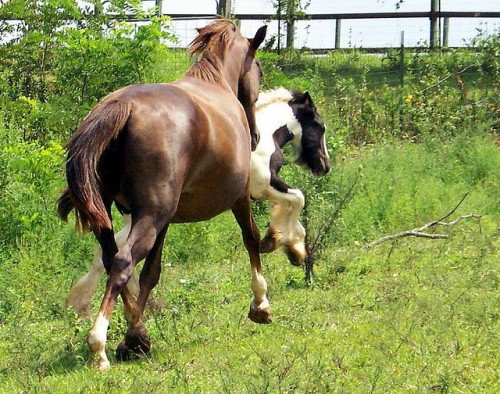 gypsyvanner