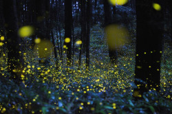 spinals:  Long exposure shots with fireflies