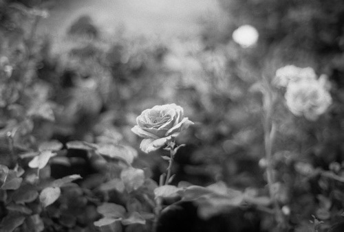 diacetyl-morphine.tumblr.com/post/15294305977/