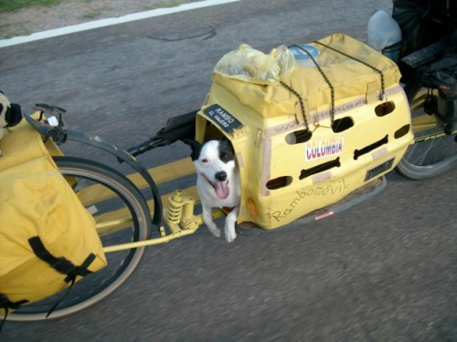 nattysupertramp: dog!