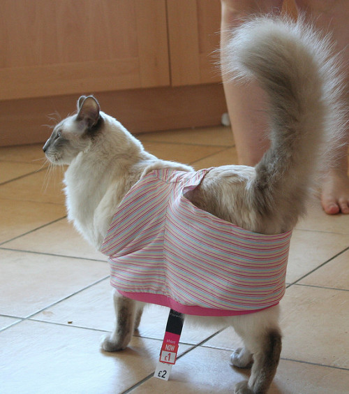 cat in pants. by jiva on Flickr.