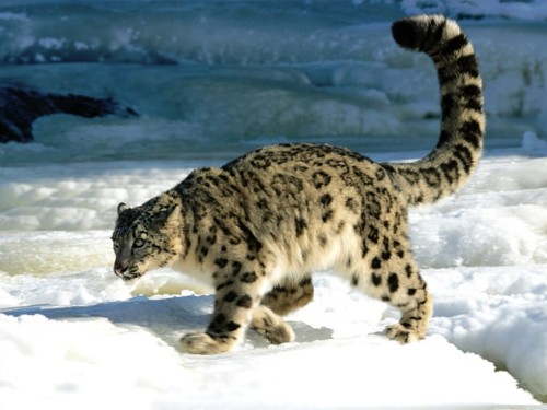 mostly-nature: Snow Leopard