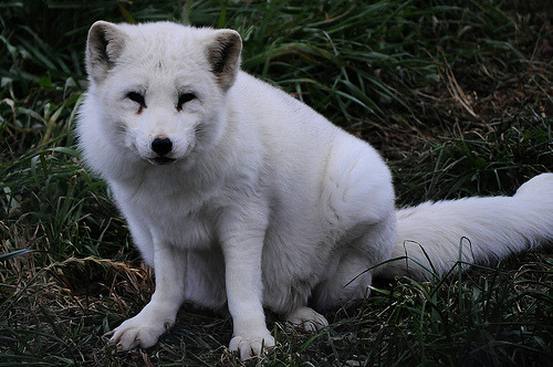 foxograph:  Arctic fox ready to blend in some snow (by beyondhue) 