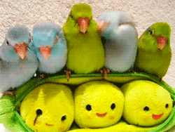 thingsamylikes:  fat-birds:  5 peas in a pod- parrotlets 5 weeks old Are these not the most adorable snugglebirds?  Give me all the baby parrots to snuggle!! 