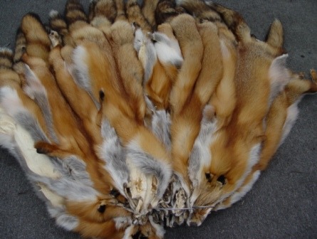 cureempaffu:  holybat:  slavetodarkwave:      One of the most VILE and DISGUSTING “fashion” trends this season are foxtails / fur tails. Yes, there are fake fur tails, but the majority of fur tails are made of real fur. That’s right, animals lost
