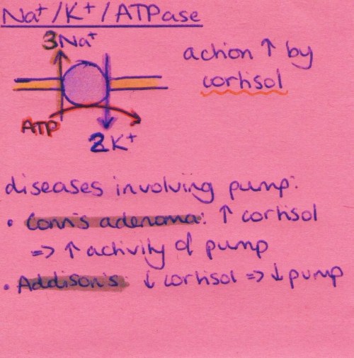 cortisol