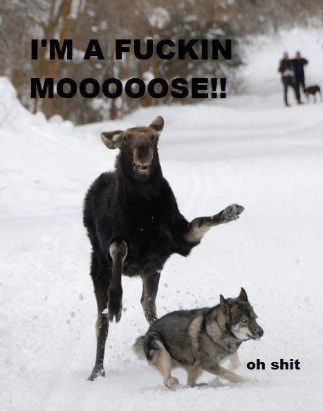 jimbeavers:   