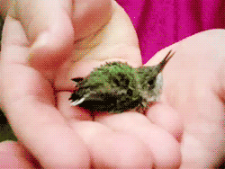 johnathanstrider:  it’s a tiny fucking bird your argument is now invalid 
