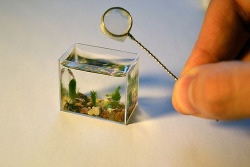 heart-of-witch:  World Smallest Aquarium