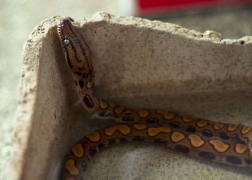 pinkydrew:There is a new snake in the house. His name is Diago. He is a Brazilian Rainbow Boa. yay f