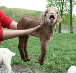 aishahugs:  next time you feel like making a negative post in the “otherkin” tag, why not google “baby goats” instead? it’s quick, easy, and is 60 times more likely to give you photos of baby goats  Mehhhehhh!