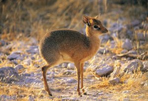 thegirlisbad:  A dik-dik, pronounced “dĭk’ dĭk”, is a small antelope in the Genus Madoqua that lives in the bushes of eastern and southern Africa. Dik-diks stand 30–40 cm (approx. 12–16 inches) at the shoulder, are 50–70 cm (approx. 20-28