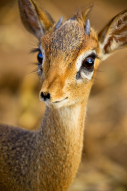 fuckscout:  thegirlisbad:  A dik-dik, pronounced