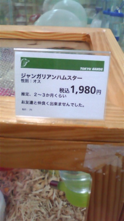 flatmountain:  ペットショップにて、一匹だけ個室を与えられているハムスターが居たので何かと思ったら… … on Twitpic