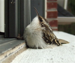 fat-birds: Brown Creeper. Mod: oh god it