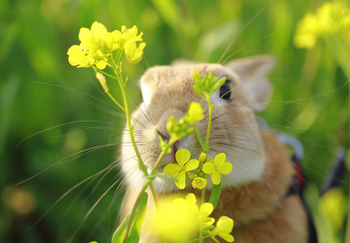 Awesome Bunnies ♥