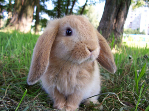 OMG, Awesome Bunnies!  I&rsquo;m in heaven!  Nothing but bunnies (with some