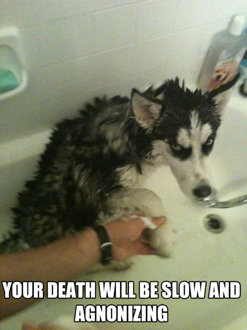 the-absolute-best-posts:  Click to follow this blog, you will be so glad you did!