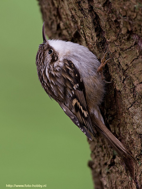 fat-birds:fat-birds:Short-toed Tree Creeper ~ Boomkruiper by foto-hobby on Flickr.what a cute lil cr