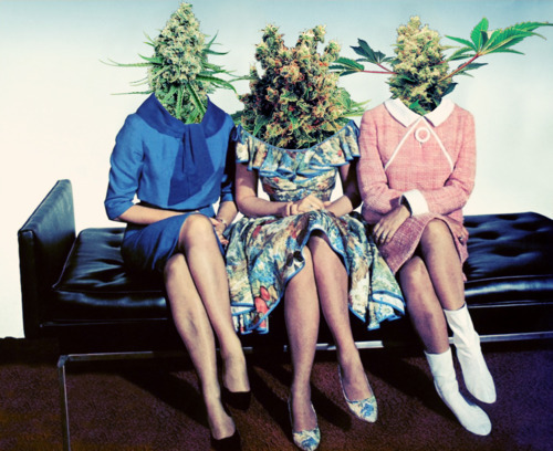 pot head ladies