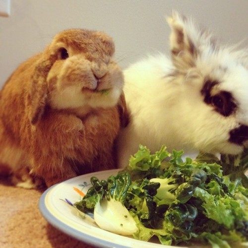 bunnyfood:  Smiling Bunny (via bunnymama) 